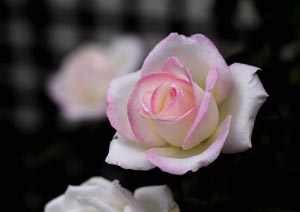 マクロレンズで撮影をした花の写真