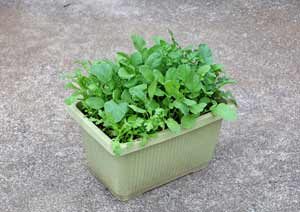 キッチンガーデンの作り方