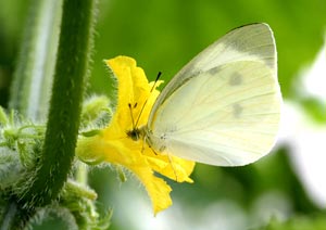 昆虫の写真撮影